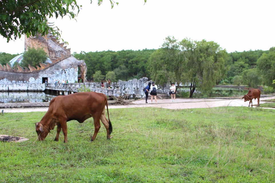 Thu hồi công viên nước bỏ hoang ở Huế từng "gây sốt" trên báo Mỹ - 4 Nhiều bò vào gặm cỏ