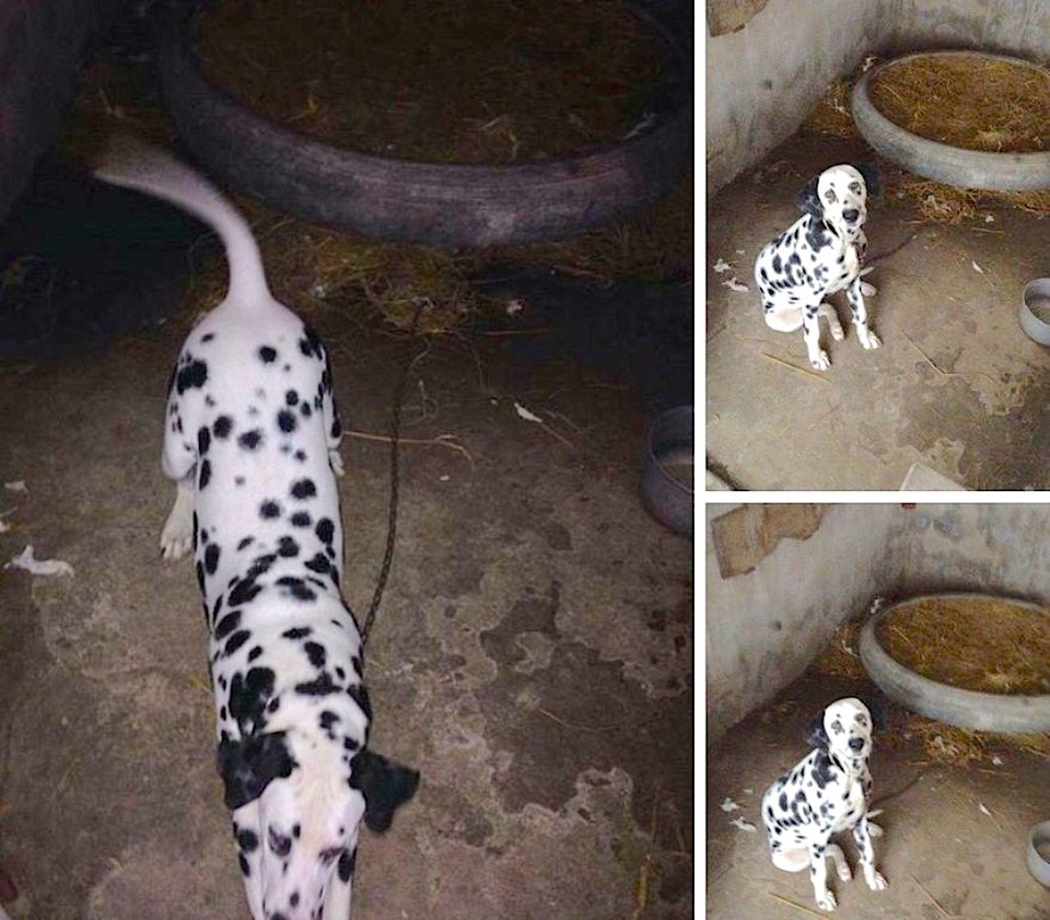 Giống chó đốm Budi cực kỳ hiền lành nên được nhiều nhà có trẻ nhỏ thích đùa nghịch với chó chọn nuôi