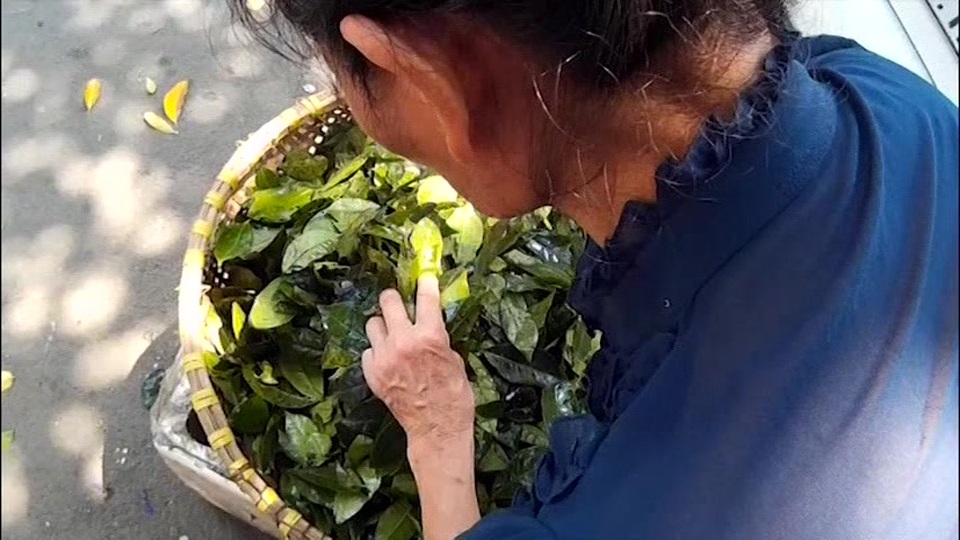 Sáng nào bà cũng chuẩn bị thêm mẹt lá chè xanh để bán cho mọi người.