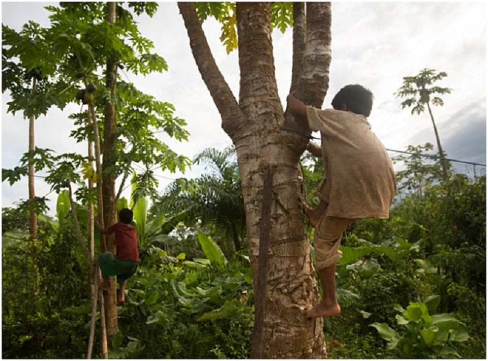 Muốn sống lâu, hãy đến... Amazon - 2 Người Tsimane tuân theo chế độ ăn kiêng có chứa carbohydrate, chứa ít chất đạm và chất béo. Ảnh: Hai chàng trai leo lên một cây đu đủ để lấy trái cây cho một bữa ăn nhẹ buổi chiều