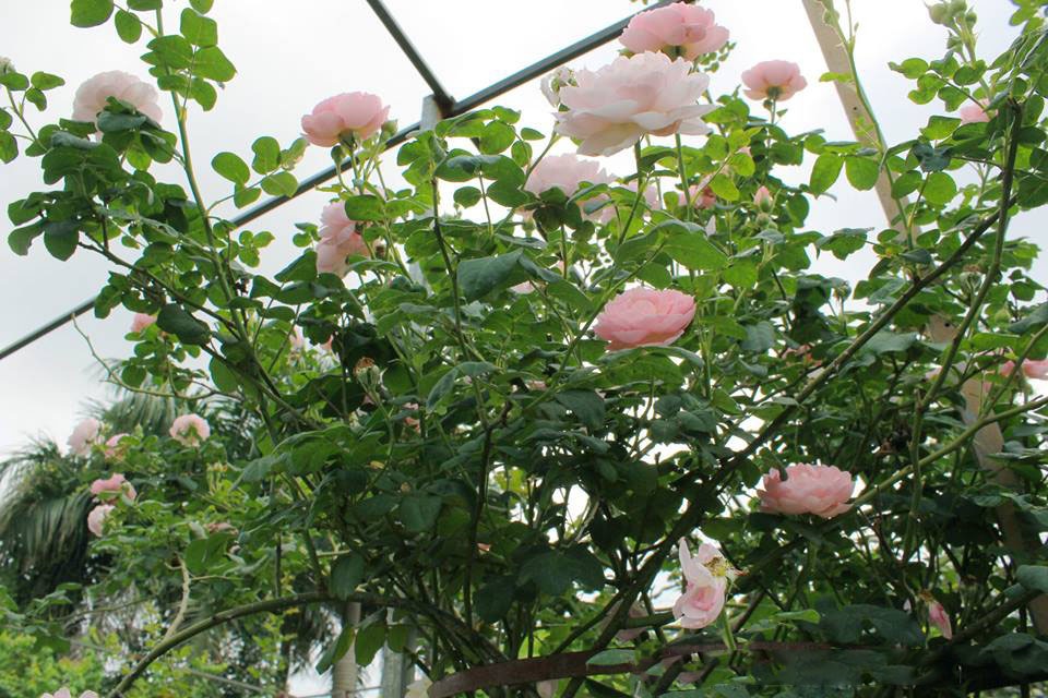 Nhiều loại hoa hồng ngoại trên thế giới được “nhiệt đới hóa”, chăm sóc tại vườn thích nghi khá tốt với khí hậu Việt Nam. Trong ảnh là loại hoa hồng An Sương có xuất xứ từ Anh. Đây là loại hoa hồng leo, hoa mọc thành chùm có màu hồng sáng, thơm dịu tựa như những giọt sương nhẹ nhàng. Cây có thể leo cao 4 – 6m và xòe tán 1 – 1,5m.