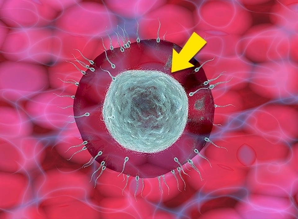 Điều gì xảy ra khi ăn trứng hằng ngày? - 7