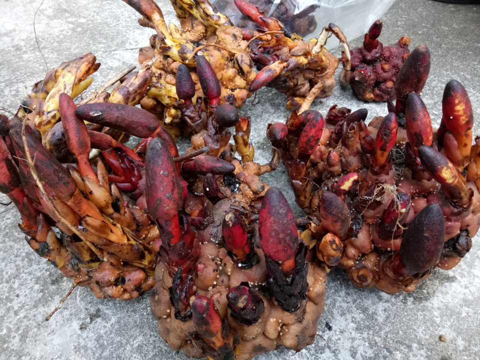 Vào rừng săn lùng nấm ngọc cẩu để “giữ lửa phòng the” - 3 Nấm ngọc cẩu được người dân hái từ trên núi cao