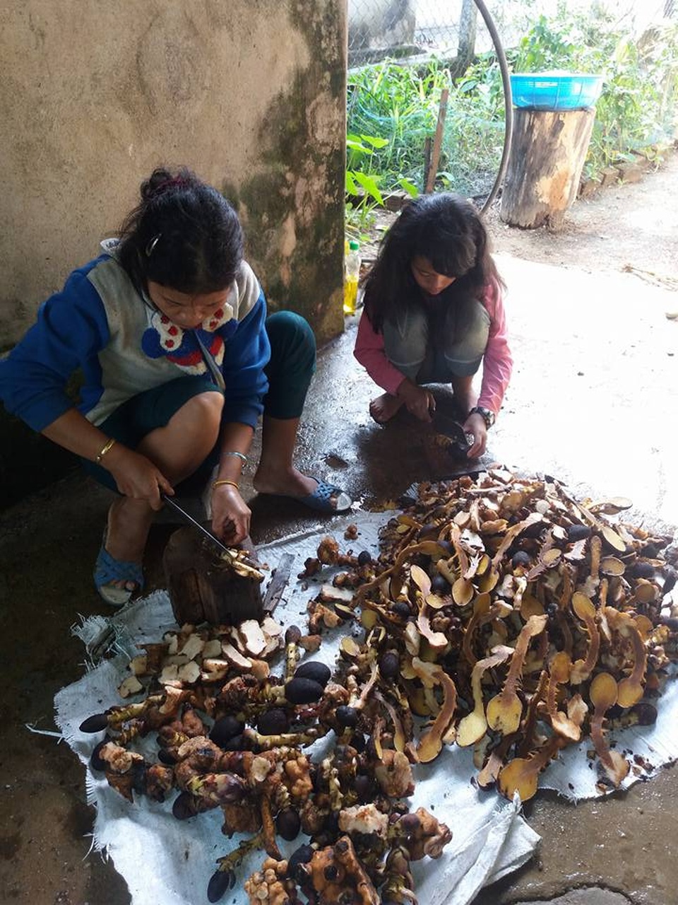 Vào rừng săn lùng nấm ngọc cẩu để “giữ lửa phòng the” - 5 Đồng bào vùng cao Tây Giang chế biến nấm ngọc cẩu