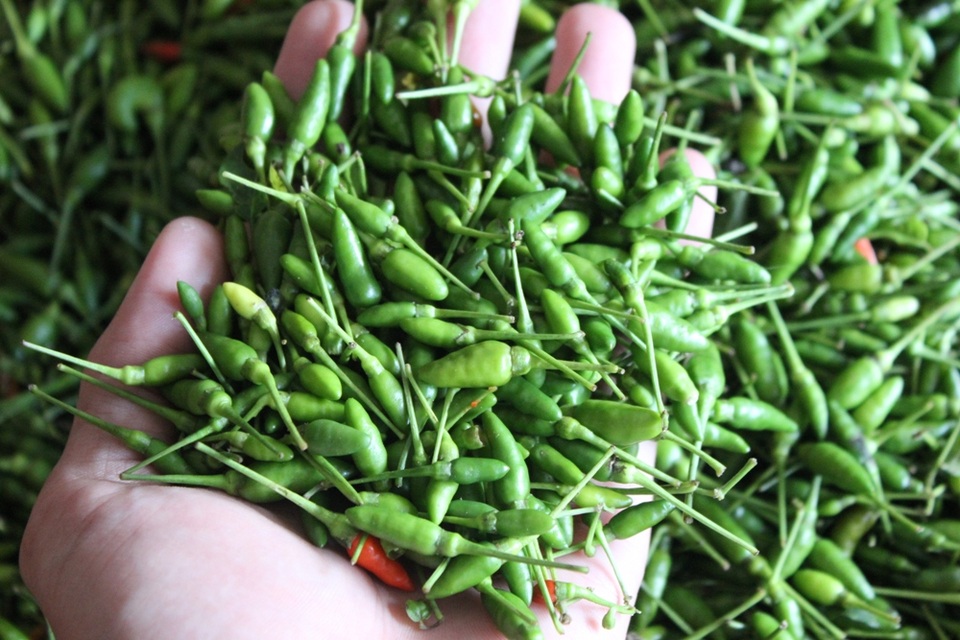 Gần nửa triệu một ký ớt đặc sản, nhiều người tranh nhau mua - 1 Ớt xiêm rừng đang có giá cao kỷ lục ở Quảng Ngãi