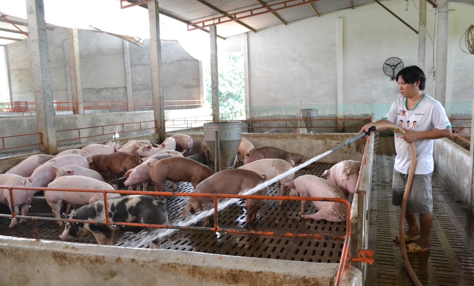 Giá heo hơi bắt đầu tăng trở lại - 1 Giá heo hơi đã tăng liên tiếp trong 10 ngày qua.