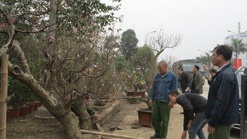 Sắc xuân tràn ngập trên thành Vinh - 1 Trên các tuyến đường chính ở TP Vinh sắc xuân như ngập tràn, đào, mai, quất được tiếp thị ra tận mặt đường.