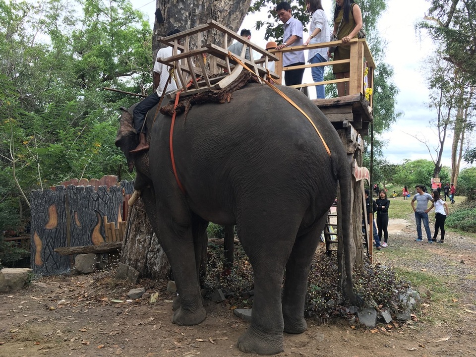 Khách du lịch đến Buôn Đôn cưỡi voi tăng mạnh dịp Tết nguyên đán - 1 Du khách thích thú với hoạt động cưỡi voi