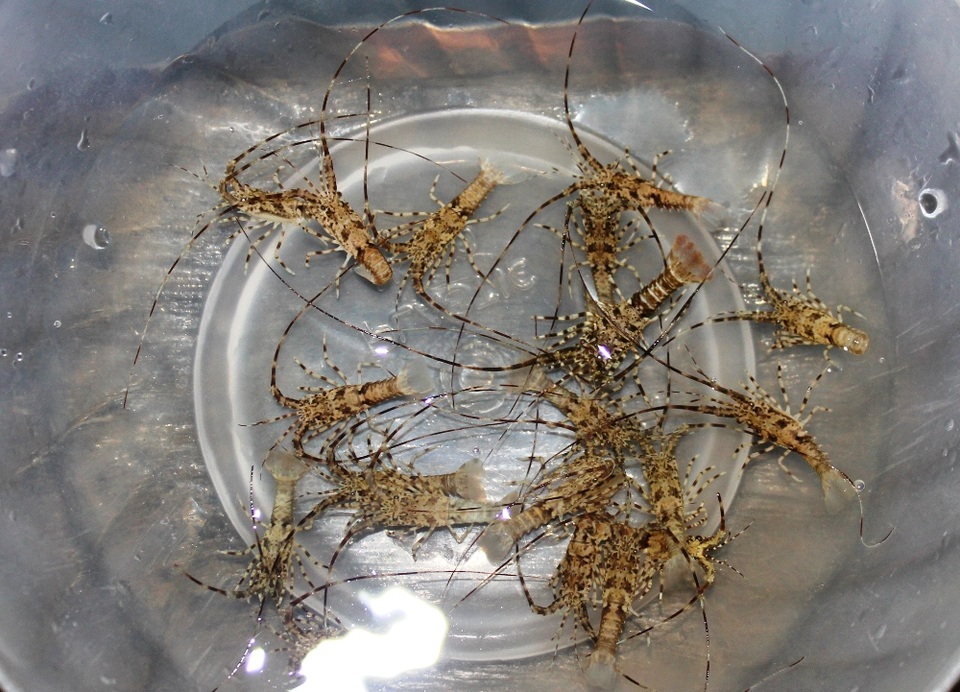 Tôm nhí được khai thác nhằm mục đích cung ứng con giống cho các địa phương có nghề nuôi tôm hùm