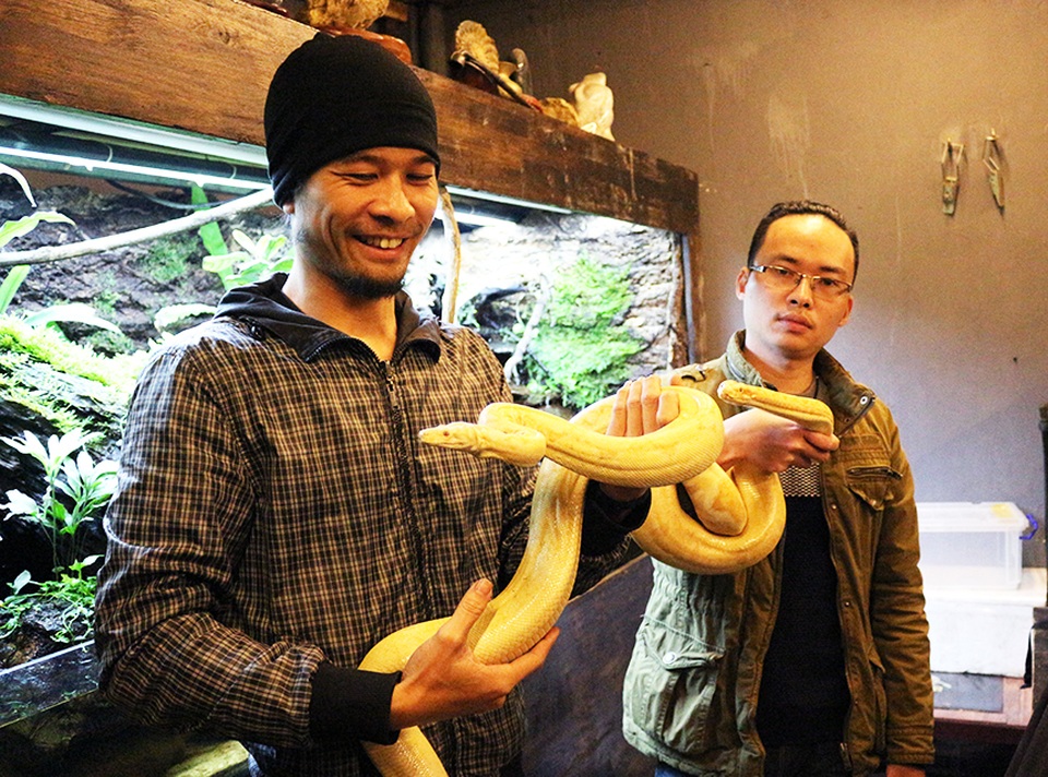 Cận cảnh trăn hai đầu "độc nhất" Việt Nam - 2 Anh Nghĩa và Hùng chụp cùng 2 con trăn Nam Mỹ đột biến (bên trái) và đột biến của đột biến (bên phải).