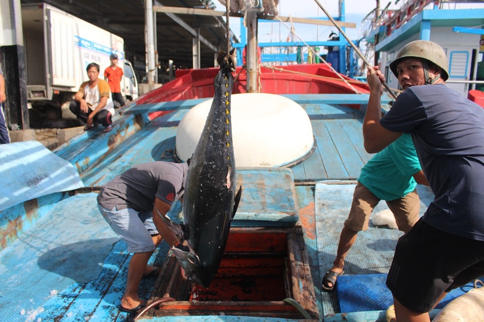 “Siết” các cơ sở đóng tàu vỏ thép cho ngư dân vươn khơi - 1 Ngư dân TP Nha Trang (Khánh Hòa) sau chuyến biển đánh bắt cá ngừ đại dương, những ngày đầu tháng 7/2017 - Ảnh: Viết Hảo