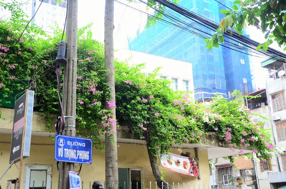 Hoa giấy ra hoa quanh năm nhưng đặc biệt nở nhiều vào mùa hè. Dường như, dưới cái nắng của mặt trời mùa hạ, từng chùm hoa lại càng thêm rực rỡ.