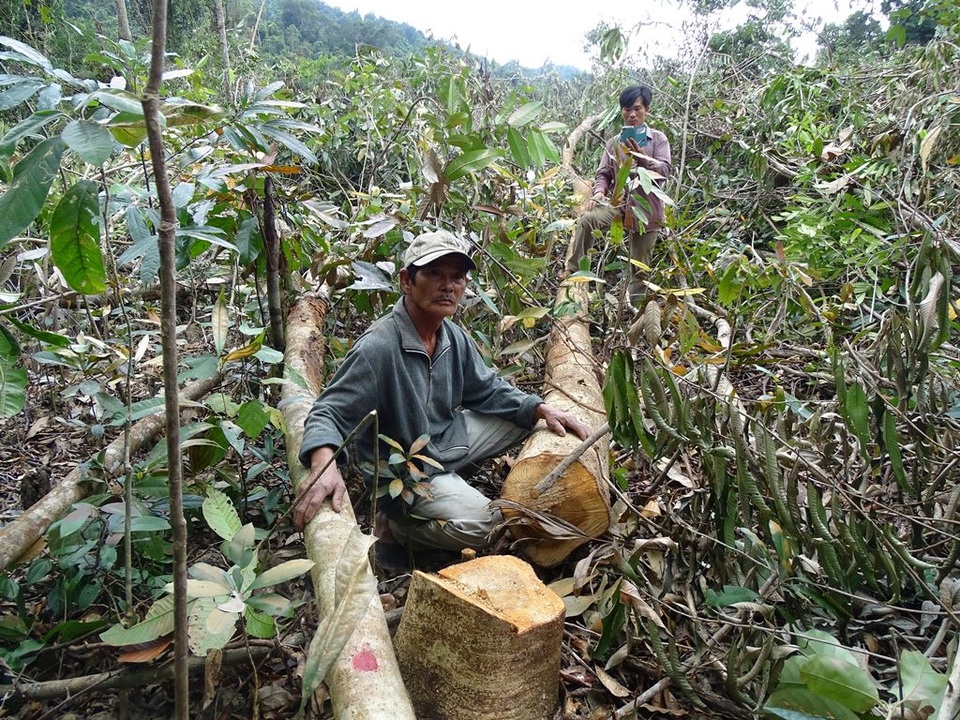 Phó Thủ tướng yêu cầu xử lý nghiêm các vụ phá rừng ở Phú Yên - 1 Phó Thủ tướng yêu cầu xử lý nghiêm những cá nhân, tập thể có vi phạm trong các vụ phá rừng ở Phú Yên