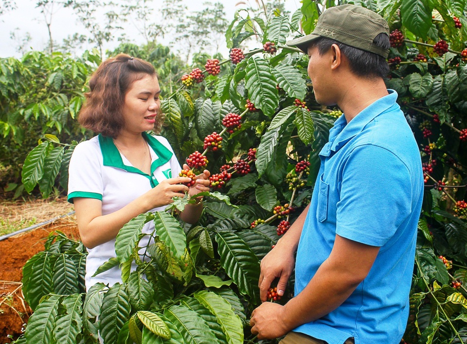 Công ty THHH MTV An Cát Lợi Gia Lai hướng dẫn bà con sản xuất cà phê theo mô hình hữu cơ