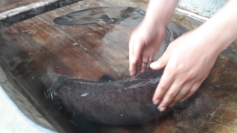Hàng chục người dân góp tiền “chuộc” cá chình khủng thả về sông - 2 Chú cá chình sau đó đã được người dân thả về sông