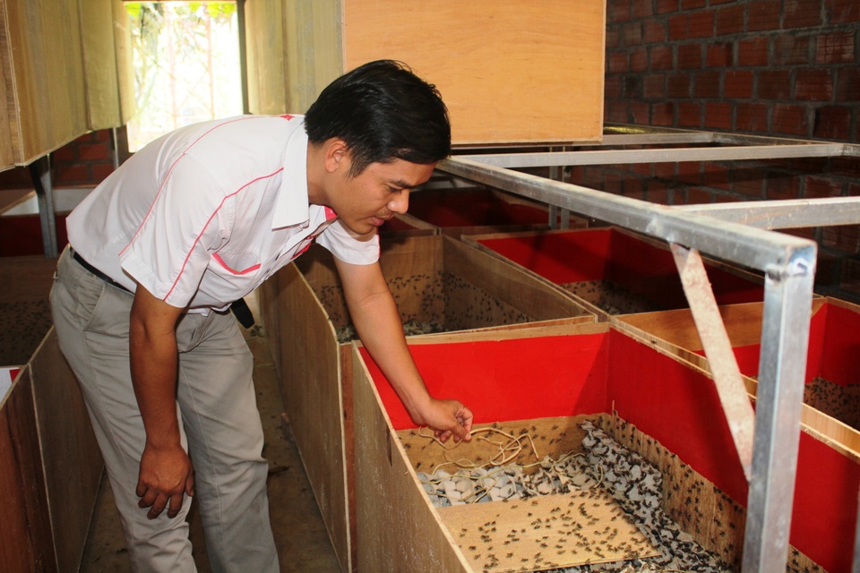 
Anh Phong bên trang trại dế đã cho thu hoạch
