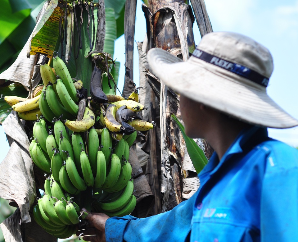 Chỉ riêng Đồng Nai, từ nay đến hết tháng 4 có đến 17.000 tấn chuối cần thu hoạch