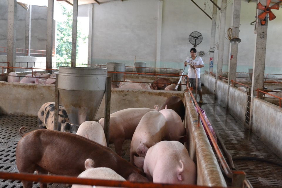 Doanh nghiệp ngoại bán heo ồ ạt khiến giá heo hơi duy trì ở mức thấp - 1 Các doanh nghiệp chăn nuôi có vốn đầu tư nước ngoài mở bán heo tồn khiến giá heo hơi vẫn nằm ở mức thấp.