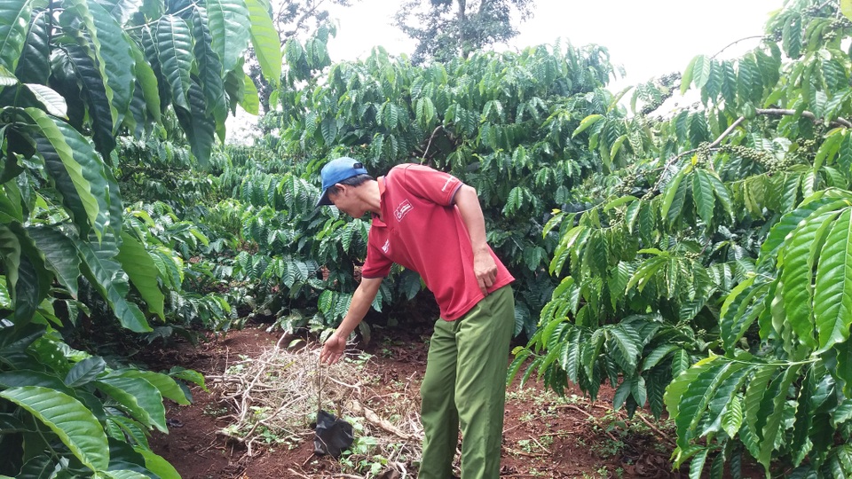 Dân bức xúc công ty cà phê “làm một đường, khoán sản một nẻo”! - 1
Cây sầu riêng trồng xen trong vườn của anh Trần Đức Vinh