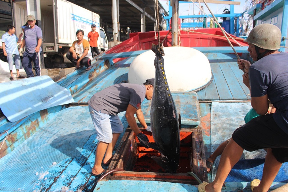Cá ngừ đại dương lại mất mùa, ngư dân nhắn tin kêu cứu - 2 Được biết, đây là chuyến biển thứ 3 liên tiếp ngư dân Khánh Hòa gặp khó khăn do mất mùa cá ngừ đại dương