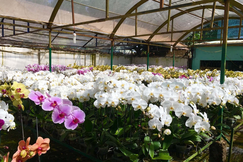 
Một góc vườn hoa Hồ điệp đủ màu sắc của gia đình ông Yên
