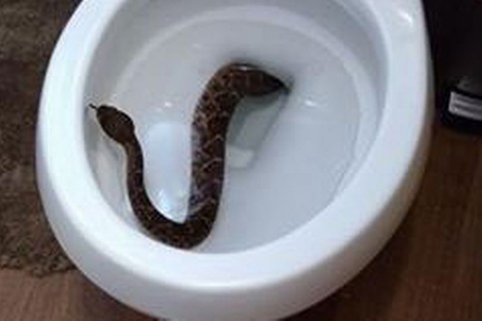 Rùng mình cả bầy rắn sống trong nhà mà không hề hay biết - 1
Rắn bò trong toilet