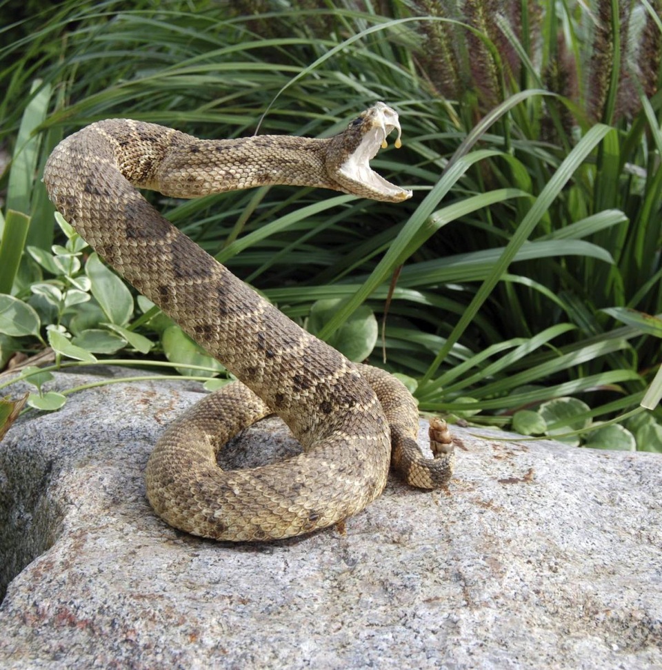 Suýt chết vì cố hôn rắn độc - 1 
Ron Reinold bị rắn đuôi chuông rất độc cắn