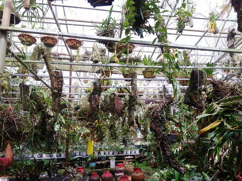 “Ngược đời” chàng trai vào rừng gieo lan - 2 Khu vườn lan được lắp đặt hệ thống phun sương để tạo độ ẩm, làm mát để nuôi dưỡng nguồn lan quý