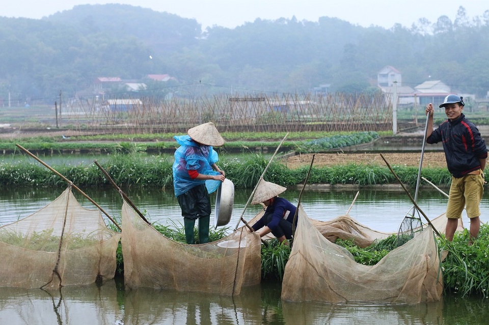 Làng cá chép đỏ trước ngày Táo quân về trời - 9
Theo ông Bùi Văn Trữ, Chủ tịch làng nghề cá chép đỏ Thủy Trầm, hiện cả thôn có khoảng 90% hộ gia đình nuôi cá chép đỏ. Nên tết ông Công ông Táo năm nay không lo “cháy hàng. Ông Trữ cũng cho biết thêm, bà con ở đây có kinh nghiệm dày dặn trong chăn nuôi, cùng với sự hỗ trợ tích cực từ các phương tiên tiên tiến nên người tiêu dùng có thể hoàn toàn yên tâm vào chất lượng cá chép đỏ Thủy Trầm.