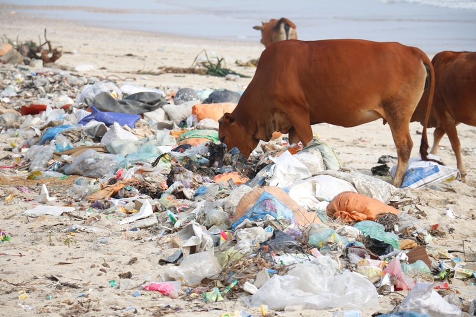 Bãi biển biến thành bãi rác khổng lồ - 5