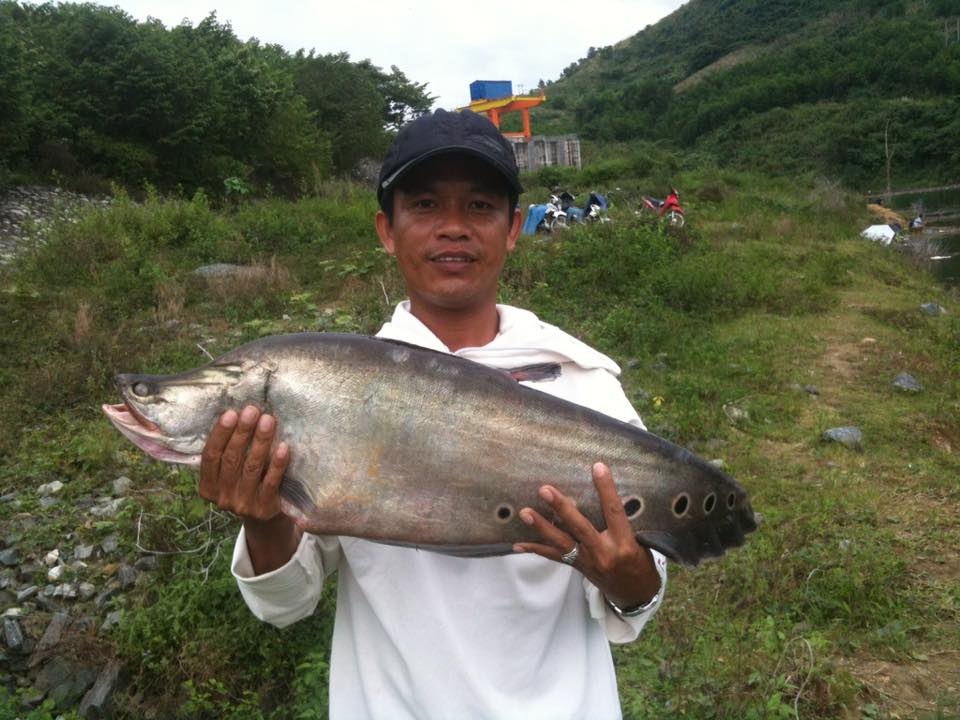 Một cần thủ câu được cá thác lác nặng tới 7 kg - 1 
Con cá thác lác nặng tới 7kg mà anh Thọ câu được. (Ảnh CTV)