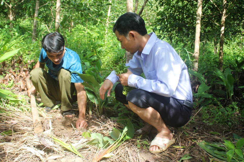Những phó chủ tịch trẻ đưa “vùng khó” thoát nghèo - 2
Lê Văn Quang cùng người dân triển khai mô hình trồng sâm đá trên ốc đảo Kon Pne