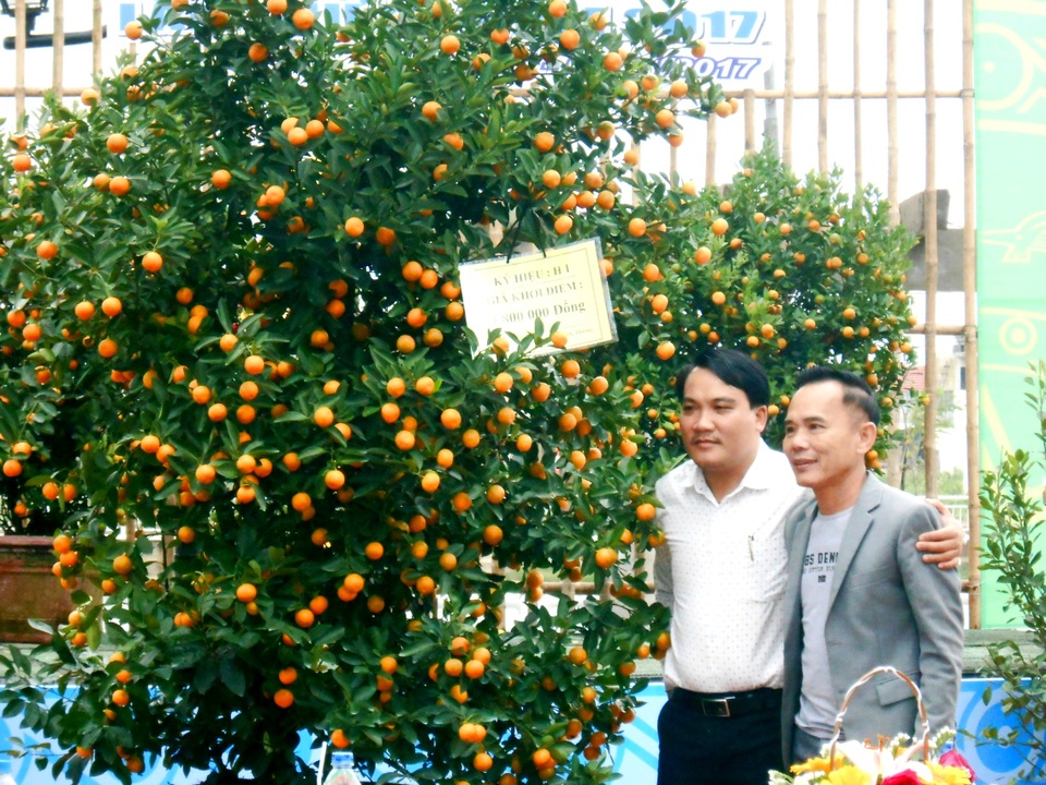 Hội An: Đấu giá quất Tết vì người nghèo - 1 Ông Nguyễn Vĩnh Ba đấu giá cây quật 7 triệu đồng