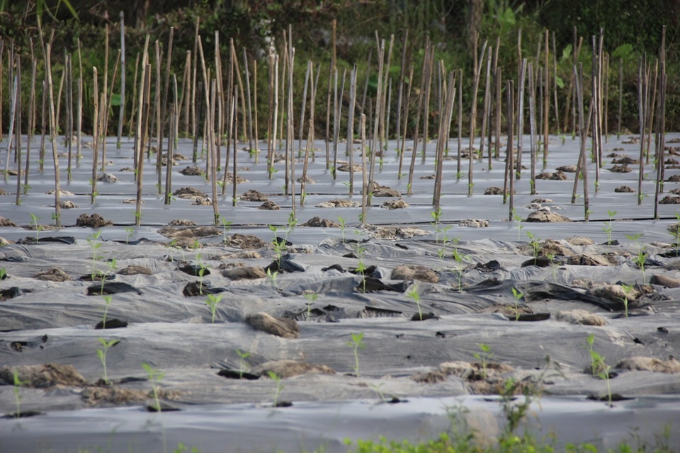 Gần nửa triệu một ký ớt đặc sản, nhiều người tranh nhau mua - 2 Ảnh hưởng của mưa lũ đã khiến ớt tăng giá rất cao