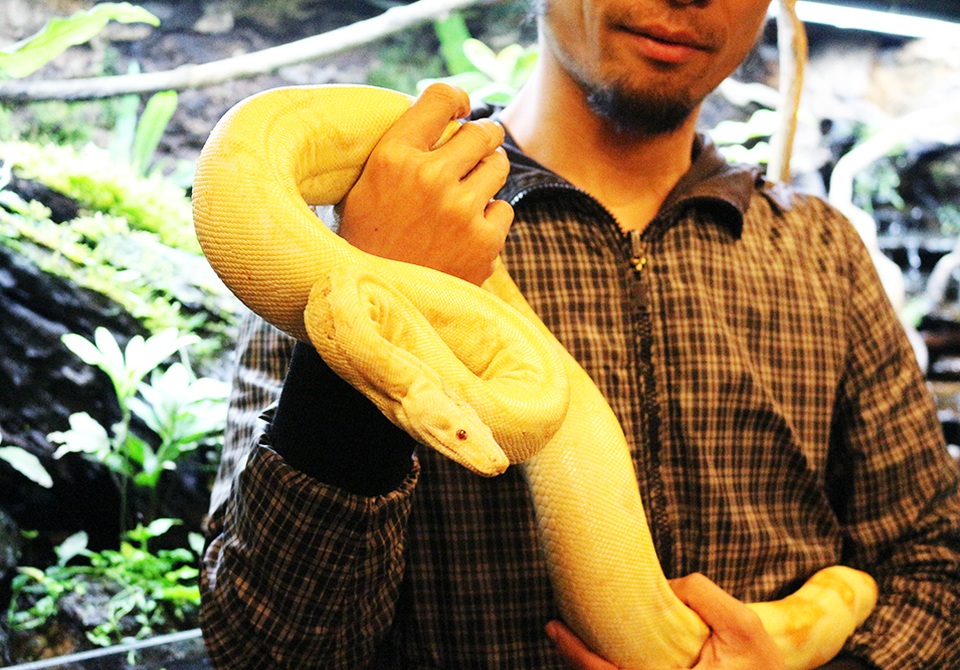 Cận cảnh trăn hai đầu "độc nhất" Việt Nam - 3 Anh Nghĩa cùng con trăn Nam Mỹ