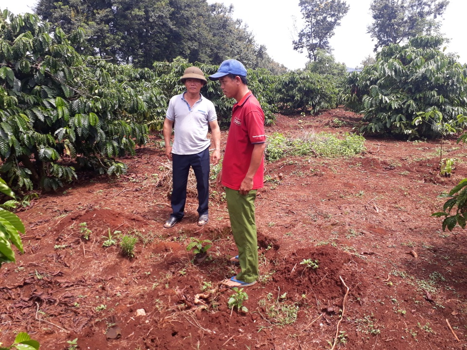 Dân bức xúc công ty cà phê “làm một đường, khoán sản một nẻo”! - 2 Nhiều hộ đã trồng thay thế cây cà phê mới thay cho cây sầu riêng