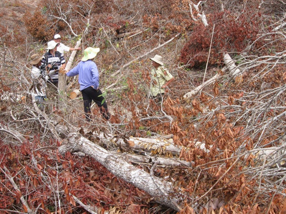 Đây là vụ phá rừng công khai với quy mô lớn của tỉnh Phú Yên.