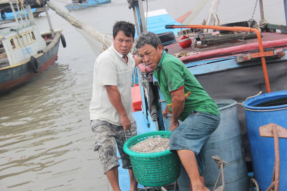 Người dân xã đảo bội thu trong chuyến vươn biển đầu tiên sau bão - 2 Chuyến đi biển lúc 4h sáng, thuyền ông Hưng (ngụ xã Thạnh An) trở về đầy ắp cá cơm. Họ tranh thủ đưa vào bờ để kịp chuyến chợ sáng.