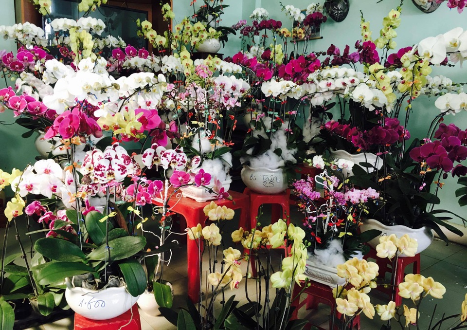 
Mỗi cành Hồ điệp có giá từ 200-400 nghìn đồng
