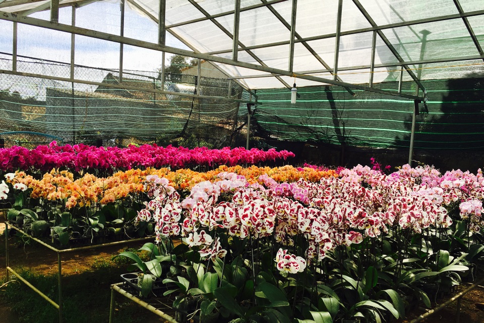 
Những bông Hồ điệp như những cánh bướm
