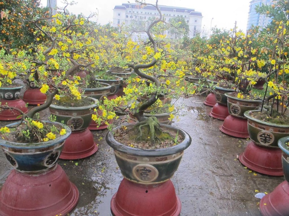 Đà Nẵng: Người bán hoa Tết “khóc ròng” vì trời mưa - 2 Chợ hoa Đà Nẵng chỉ có người bán và người chạy xe thồ, còn người mua không thấy