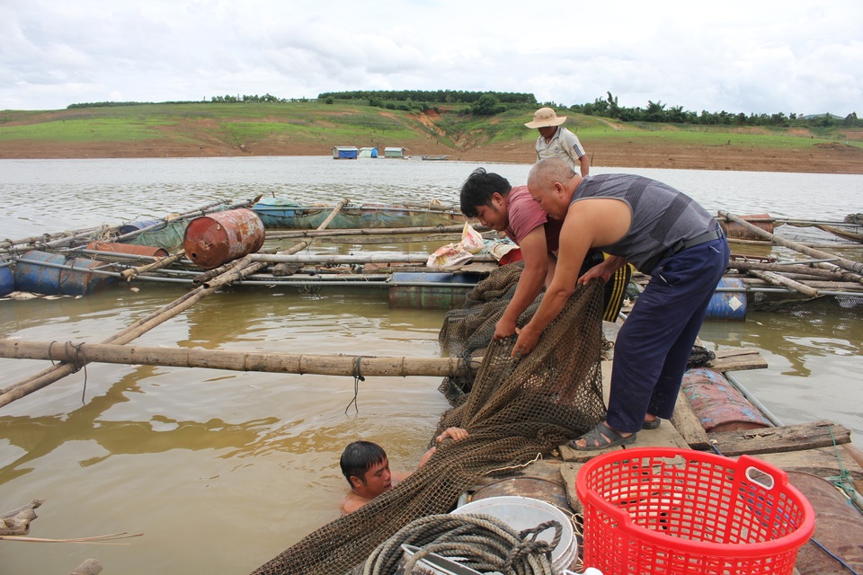 70 tấn cá chết trắng đập thuỷ điện: Không có độc tố trong nước - 2
Người dân vớt hàng tấn cá mang đi đổ hoặc làm phân bón cho cà phê