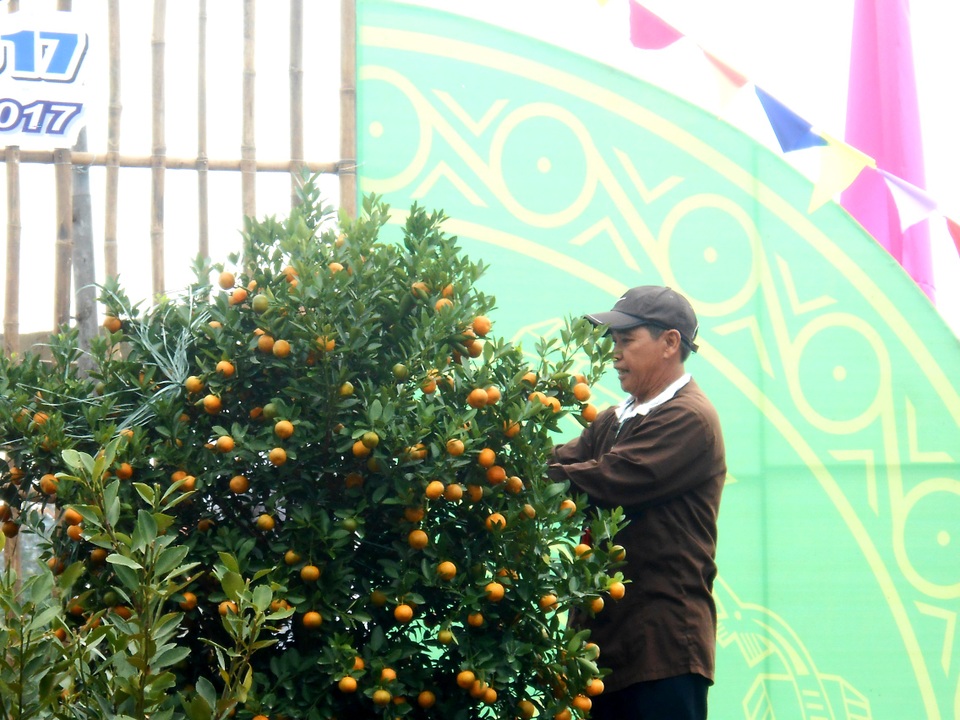 Hội An tưng bừng lễ hội cây quật cảnh - 3 Thi tạo dáng cho cây quật của nghệ nhân Cẩm Hà