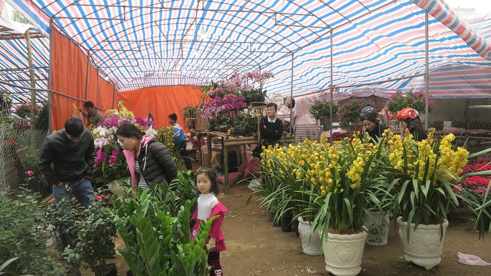 Sắc xuân tràn ngập trên thành Vinh - 3 Sắc xuân tràn ngập trên thành Vinh - 3