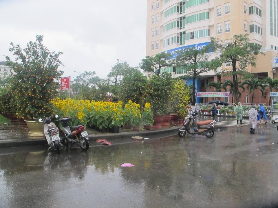 Chợ hoa Tết ế ẩm, Chủ tịch Đà Nẵng đội mưa đi động viên người bán - 3 Do trời mưa nên hoa, cây cảnh Tết ở Đà Nẵng ế ẩm, không có người đến mua