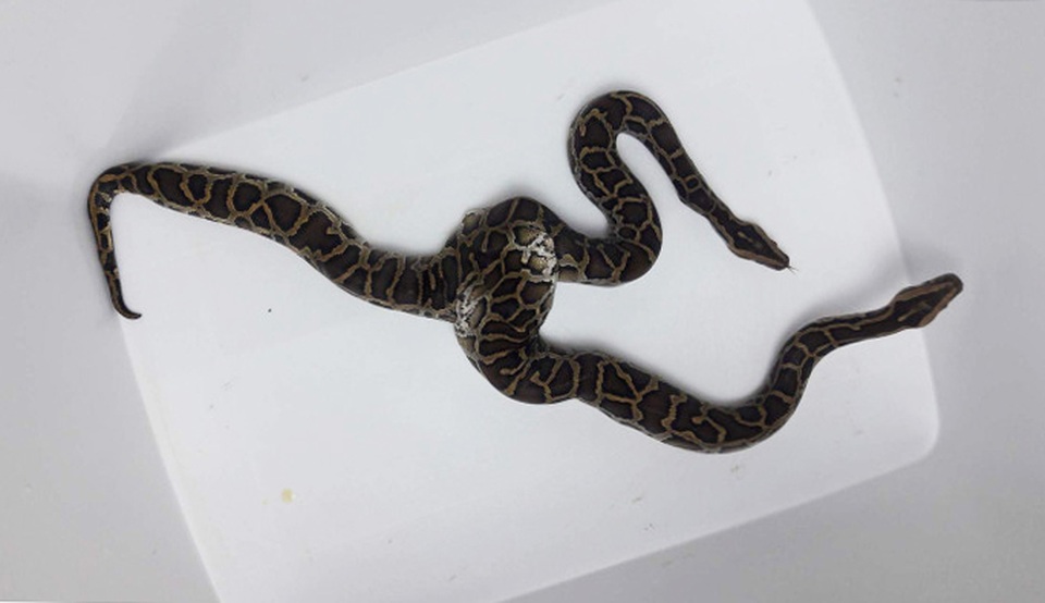 Cận cảnh trăn hai đầu "độc nhất" Việt Nam - 5 Cận cảnh con trăn hai đầu duy nhất tại Việt Nam