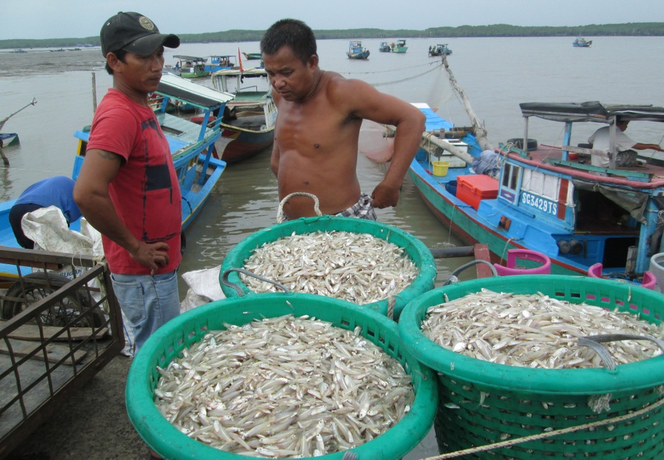 Người dân xã đảo bội thu trong chuyến vươn biển đầu tiên sau bão - 3 Theo người dân, đây là chuyến thuyền trở về đầu tiên sau nhiều ngày bị cấm biển để trú bão.