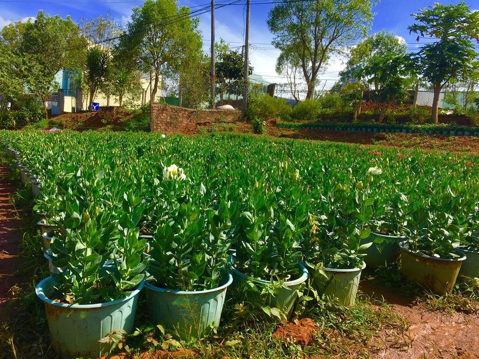 Hoa Tết mất mùa, nông dân hy vọng không mất cả.. giá - 1 Hoa Cát tường là loại hoa được ưa chuộng