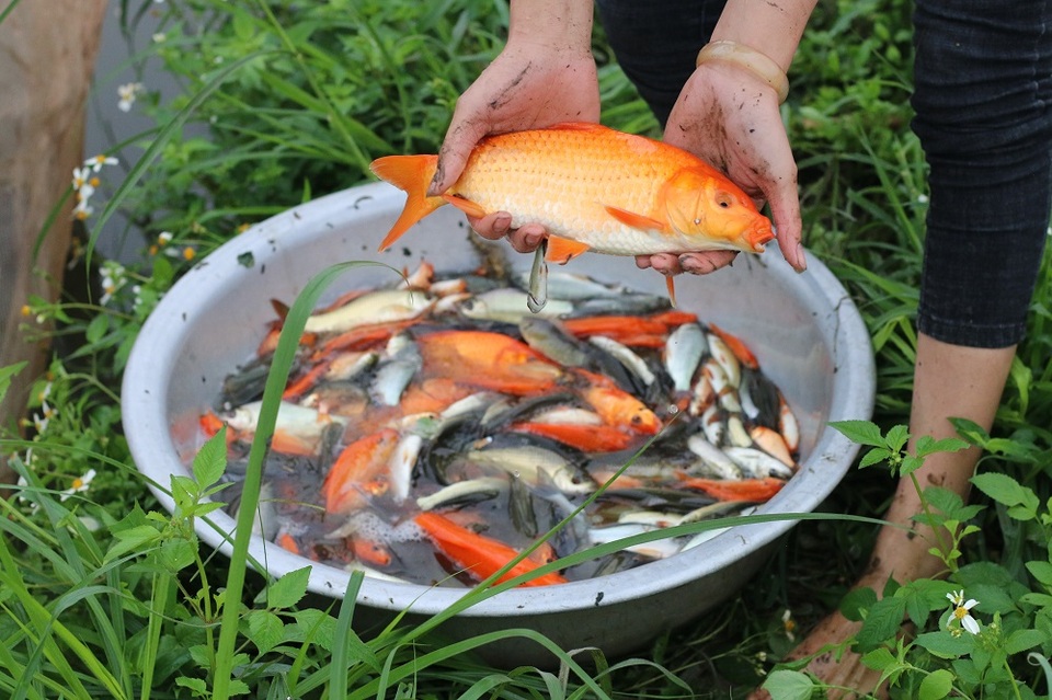 Làng cá chép đỏ trước ngày Táo quân về trời - 3
Một kg cá chép đỏ thường có khoảng 20 – 30 con. Trong đó, những con cá có trọng lượng lớn giá sẽ cao hơn gấp nhiều lần. Đắt nhất là cá 5- 6 lạng, màu đỏ đẹp, vây cờ. Loại này khá hiếm nên giá bán khoảng 50 – 60 nghìn đồng/con.