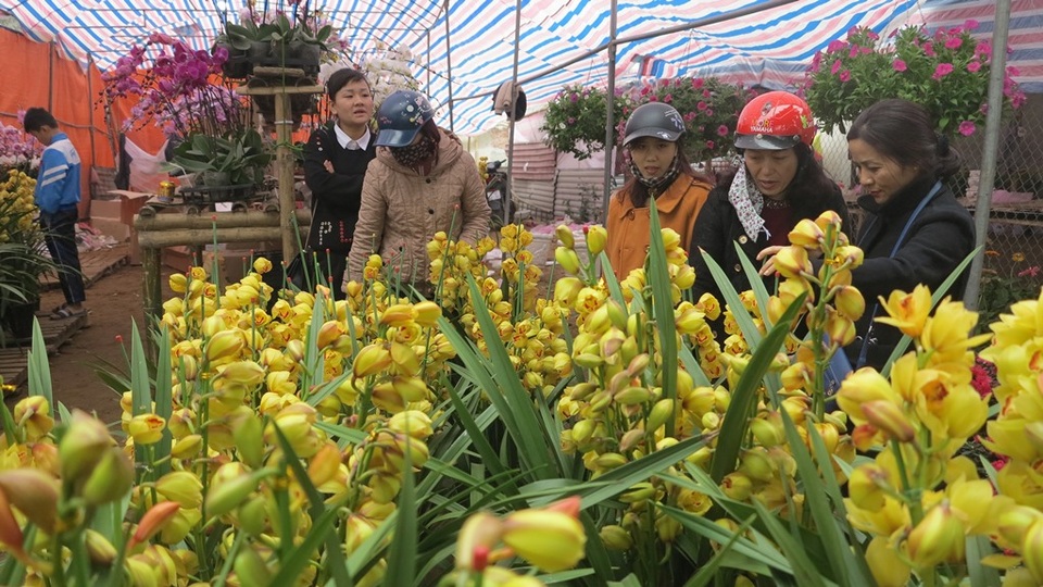 Sắc xuân tràn ngập trên thành Vinh - 4 Mặc dù giá hoa Lan năm nay tăng hơn với các năm trước nhưng vẫn hút khách.